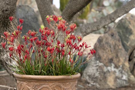 Kanga Red Kangaroo Paw, Anigozanthos 'Kanga Red', Monrovia Plant