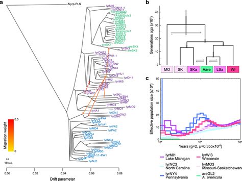 Nuclear Phylogeny With Admixture Split Times And Historic Effective