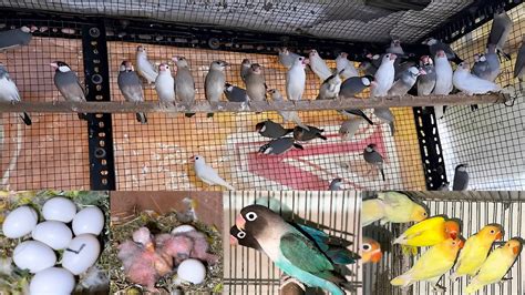 Lovebirds Mutation Breeding Mix Java Birds Colony And Dove Setup