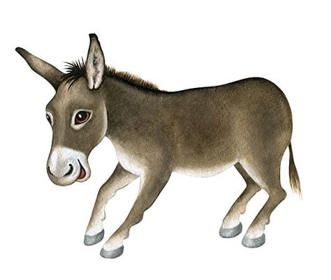 Laughing Donkey Illustrations, Royalty-Free Vector Graphics & Clip Art - iStock