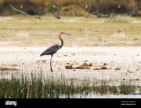 Africa Birds Goliath Heron Ardea Goliath Aka Giant Heron Okavango