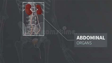 3d Animated Urinary System Kidneys Ureters And Bladder Stock