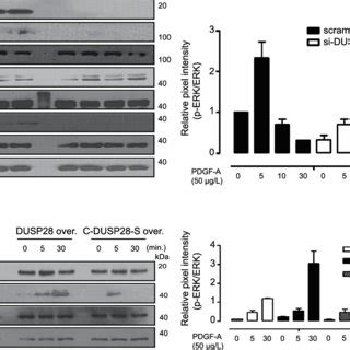 Intracellular signaling activated by platelet-derived growth factor ...