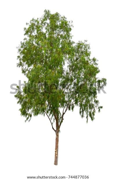 Eucalyptus Tree Isolated On White Background Stock Photo Edit Now