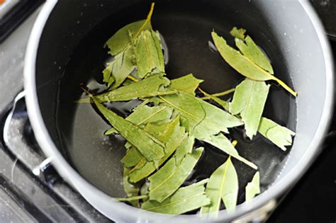 Buy Eucalyptus Tea: Benefits, How to Make, Side Effects | Herbal Teas ...