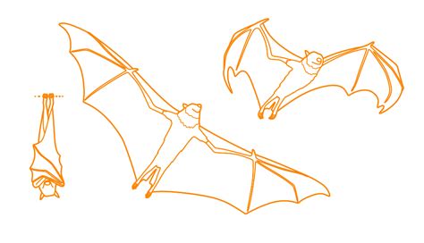 Pterodactyl Dimensions And Drawings