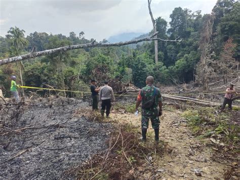 Illegal Logging Di Tapsel 15 Kubik Kapur Dan Karhutla Ditemukan — Waspada