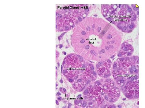 Histology Of Salivary Glands