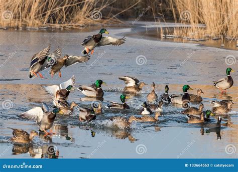 A Group of Ducks Flying and Landing in a Pond during Winter Stock Image ...