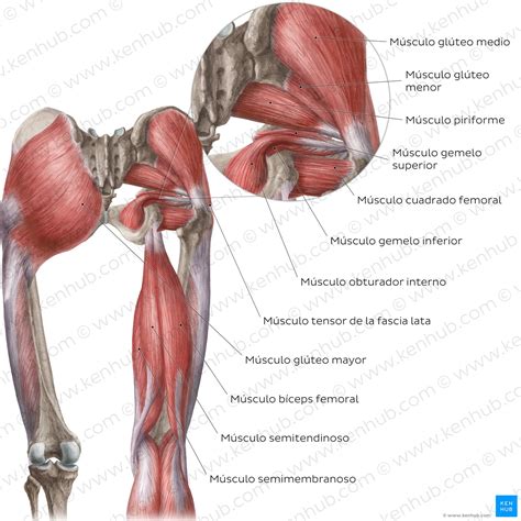 Aprende todos los músculos con cuestionarios y diagramas Kenhub