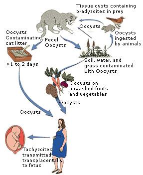 STD in Women: Symptoms of Toxoplasmosis in Pregnant Women