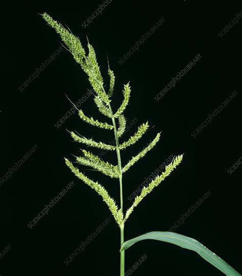 Barnyardgrass Seed