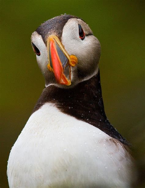 Keeper of the Zoo: The Puffin Dog