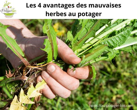 Avantages Des Mauvaises Herbes En Permaculture Au Potager Bio