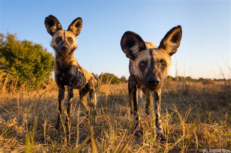 African Wild Dogs | Will Burrard-Lucas