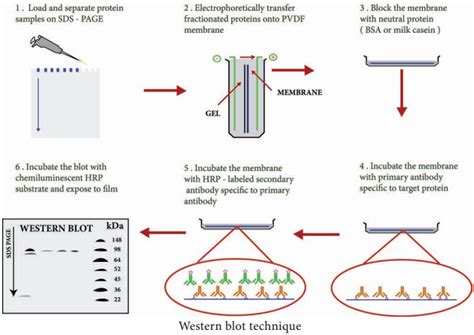 Steps Of Western Blotting Technique Sekasplash