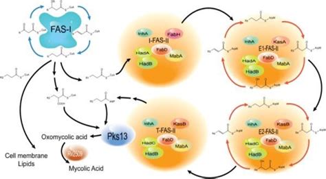 Schematic Illustrating The Biosynthesis Pathway For Mycolic Acids In M Download Scientific