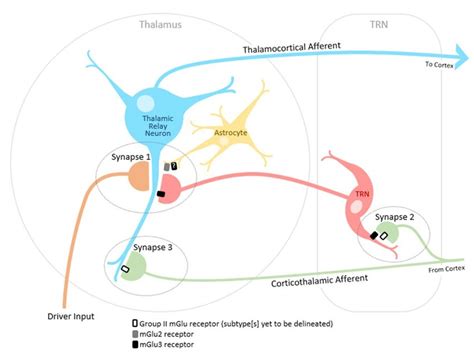 Locations Of Group Ii Mglu Receptors Within Thalamic Nuclei Whilst An