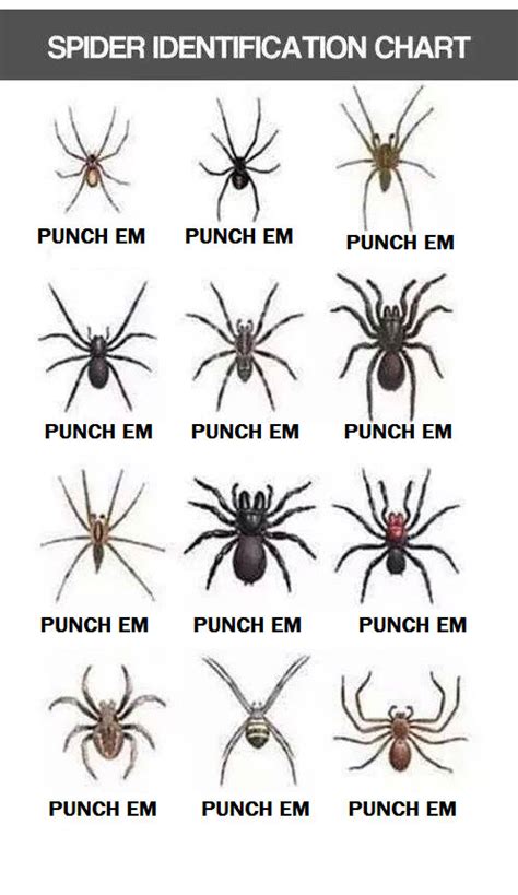 Free Spider Chart Spider Chart Spider Identification Chart Spider ...