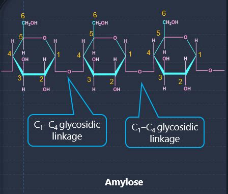 Which of the following carbohydrates are branched polymer of glucose?