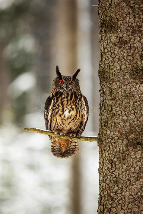 Eagleowl Bubo Eurasiático Sentado En Un árbol De Abeto Foto de archivo