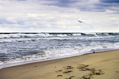 Baltic Coast stock photo. Image of line, surf, gulls - 61288348