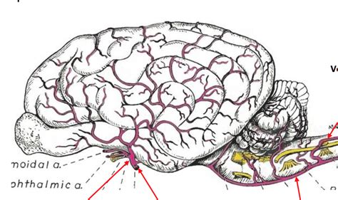 Neuroanatomy Lab Exam Lab Pix 34 Diagram Quizlet