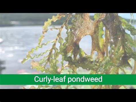 Aquatic Invasive Species Spotlight Curly Leaf Pondweed Youtube