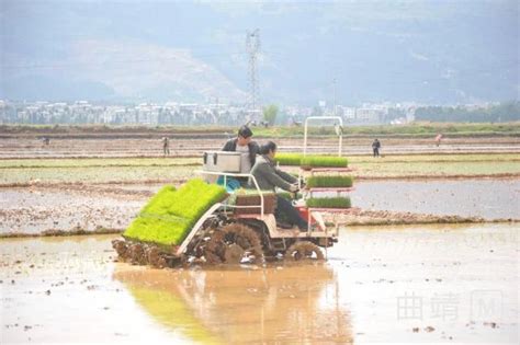 麒麟区：大力推广水稻机械化插秧侧深施肥技术云南省农业农村厅