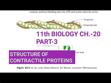 Class 11 Biology Ch 20 Part 3 Structure Of Contractile Proteins