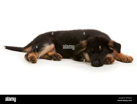 German Shepherd Dog Puppy At Seven Weeks Old Stock Photo Alamy