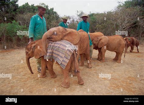 African Elephant Loxodonta Africana Orphan Called Natumi 9 Month Old Playing With Smaller