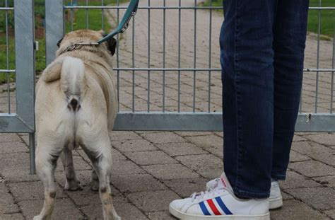 Gartenschau Balingen Warum Hunde Nicht Aufs Gel Nde D Rfen Und Was