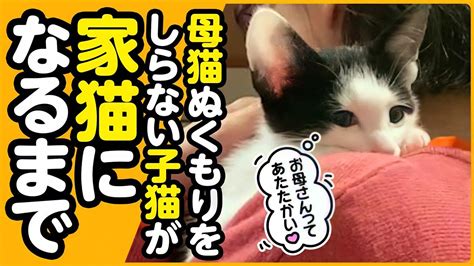 【感動】母猫とはぐれた2匹の子猫が、幸せな家族に出会うまでの2ヵ月間【子猫保護 まとめ】 Youtube