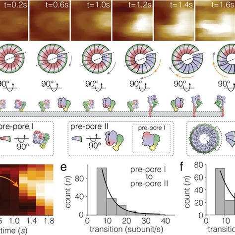 Hs Afm Imaging Of Pfn Clockwise Cw Pre Pore To Pore Transition A