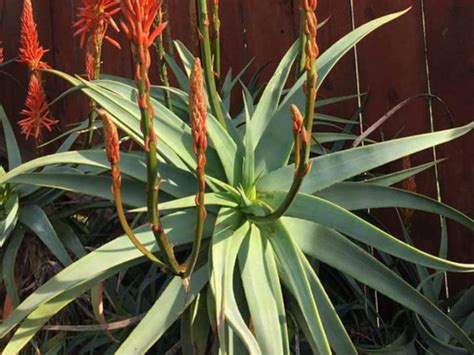 Aloe Arborescens Spineless Toothless Torch Aloe World Of Succulents