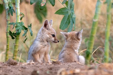 70+ Bengal Fox Photos Stock Photos, Pictures & Royalty-Free Images - iStock