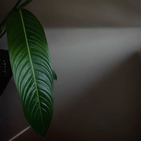 Philodendron Heterocraspedon Plnt