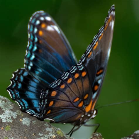 27 Common Butterflies In Florida Id Guide Bird Watching Hq