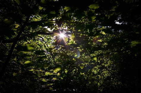 Free Images Tree Nature Forest Branch Light Sun Night Sunlight