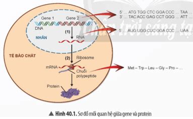 KHTN 9 Bài 40 Chân trời sáng tạo Từ gene đến tính trạng Giải Khoa