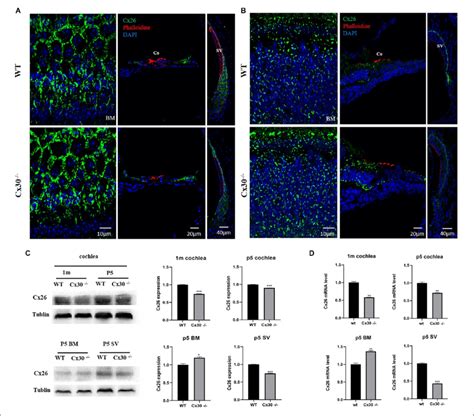 Cx26 Expression In Cx30 Mice A Immunofluorescence Analysis Of