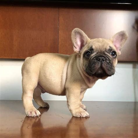 Cute French Bulldog Puppy French Bulldog Puppies Baby Animals Cute Dogs