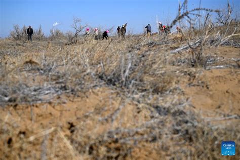 People Fight Desertification In Ningxia Nw China Xinhua