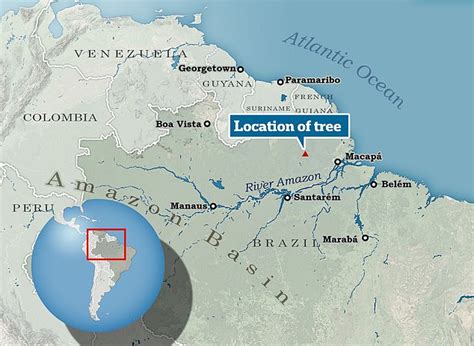 Tallest Tree Found In The Amazon Rainforest Stands At 290 Feet Daily