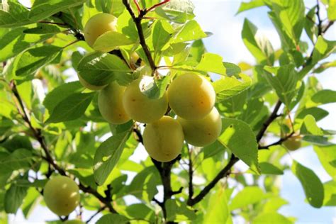 PRUNUS domestica Reine Claude Dorée Pépinières Ripoche Nantes