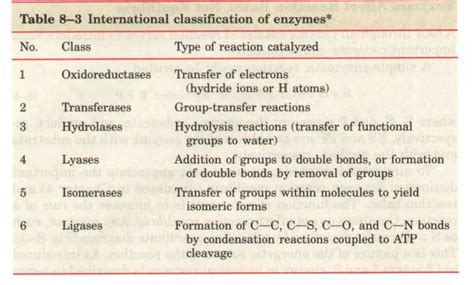 Types Of Enzymes Their Essential Role In The Body