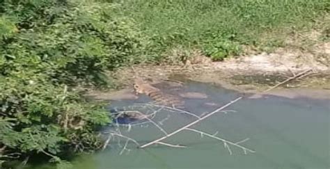 Cocodrilo Causa Temor En Zona Urbana De Valles Huasteca Hoy