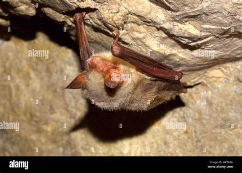 Lesser Mouse Eared Bat Myotis Myotis In Cave Stock Photo Alamy