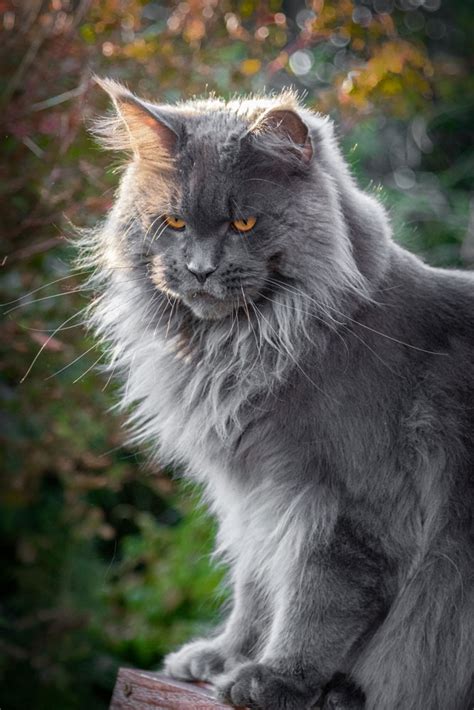 Blue Maine Coon